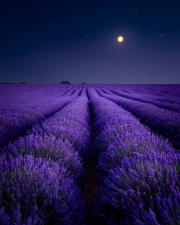 Lavender Flowers in Moonlight: Transform Your Home into a Floral Paradise
