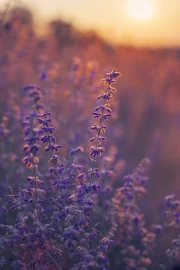 Lavender at Sunset: The Magic of Provence in Your Interior