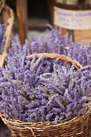 Lavender Flowers: The Magic of Provence on Your Wall