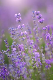 Lavender Flowers: The Scent of Nature in the Interior