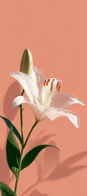 Graceful Lily: Floral Inspiration for Interior