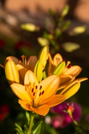 Golden Glow of Lilies: Bright Floral Decor for Interior