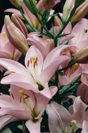 Lilies in Bloom: Tenderness and Natural Beauty for Your Interior