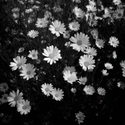 Shine of Bright Daisies: Floral Freshness for the Interior