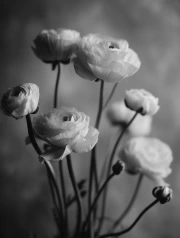 Delicate Ranunculus: Elegant Floral Decoration for the Interior