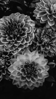 Elegant Dahlias: Black and White Floral Masterpiece for Interior