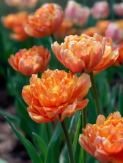 Peach Tulips: Spring Charm for the Interior