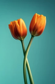 Bright Tulips: Floral Symphony for the Interior