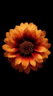 Gerbera Shine: A Vibrant Flower for Inspiration