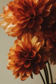 Floral Symphony: Graceful Dahlias in Warm Shades