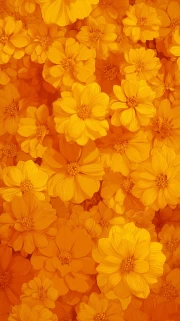 Sunny Cosmos: Bright Yellow Flowers for Interiors