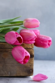 Delicate Pink Tulips on Grey Sky: Nature's Magic