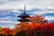 Kyoto Autumn Temple: Crimson Symphony