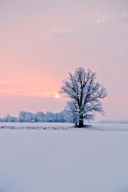 Winter Sunset Symphony: The Majesty of the Tree in Silence