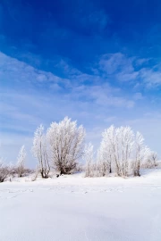 Winter Serenity: Snow-White Trees and Bottomless Sky