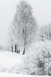 Crystal Winter: Silence of the Snowy Forest