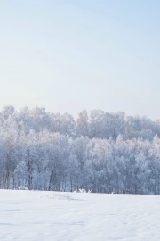 Winter Magic of the Forest: Natural Scenery and Seasonal Winter Landscapes