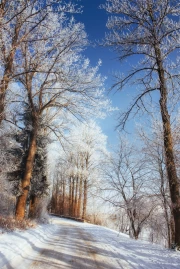 Winter Fairytale: Snowy Trees and Clear Skies