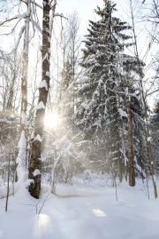 Winter Shine: The Enchanting Silence of the Snowy Forest