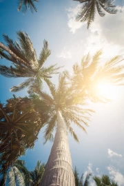 Summer View: Palm Trees Under a Summer Sky
