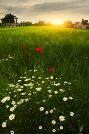 Summer Sunset: Blooming Daisies and Poppies