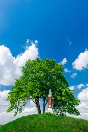 Summer Tree: Picturesque Landscape of Nature