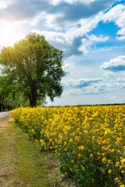 Summer Landscape: Bright Fields and Serene Skies
