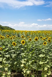 Summer Sun: Sunflower Field in Full Bloom