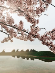 Spring Charm: Cherry Blossoms Over the Lake