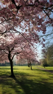 Spring Awakening: Blooming Trees and Bright Landscape