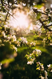 Spring Awakening: Flowers and Sun Rays in Landscape