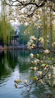 Spring Dawn: Awakening Nature in Delicate Flowers and Waters