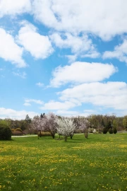 Spring Bloom: Awakening Nature in the Blue Sky