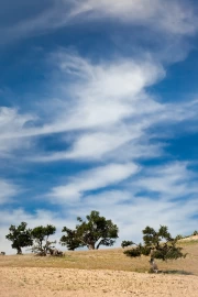 Serenity of the Skies and Graceful Trees: Nature Scenery