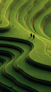 Nature's Dance on Green Hills: Inspiration and Tranquility