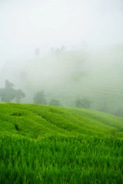 Misty Morning: Green Fields and Freshness