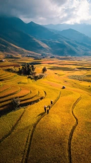Golden Fields by the Mountains: Tranquility and Harmony of Nature