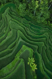 Emerald Terraces: Harmony of Rice Fields