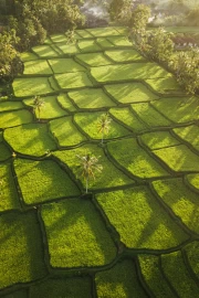 Emerald Rice Fields in Sunlight: Harmony of Nature for Your Home
