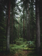 Forest Tale: The Greatness of Nature and Trees