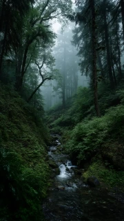Misty Morning in the Forest: The Tranquility of Nature