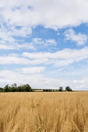 Blooming Fields and Endless Sky: Natural Landscapes and Rural Spaces