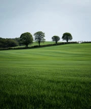 Green Fields: The Tranquility of the Countryside