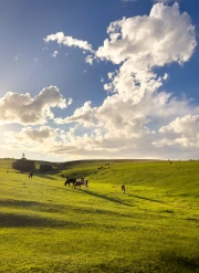 Sunset Magic of Country Fields: Natural Landscapes and Farmlands