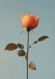 Poem of Tenderness: Minimalistic Rose