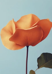 Tenderness of Roses: Minimalistic Photography of Flowers
