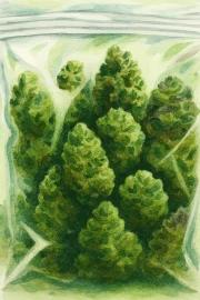 Green Harmony: The World of Cannabis in the Interior