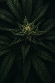 Live Symphony of the Cannabis Leaf