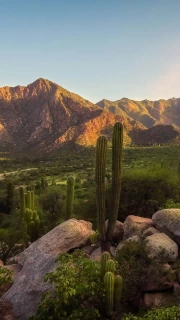 Sunset over the Argentine Mountains: Wildlife