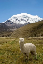 Majestic Llama in Argentina's Snowy Peaks
